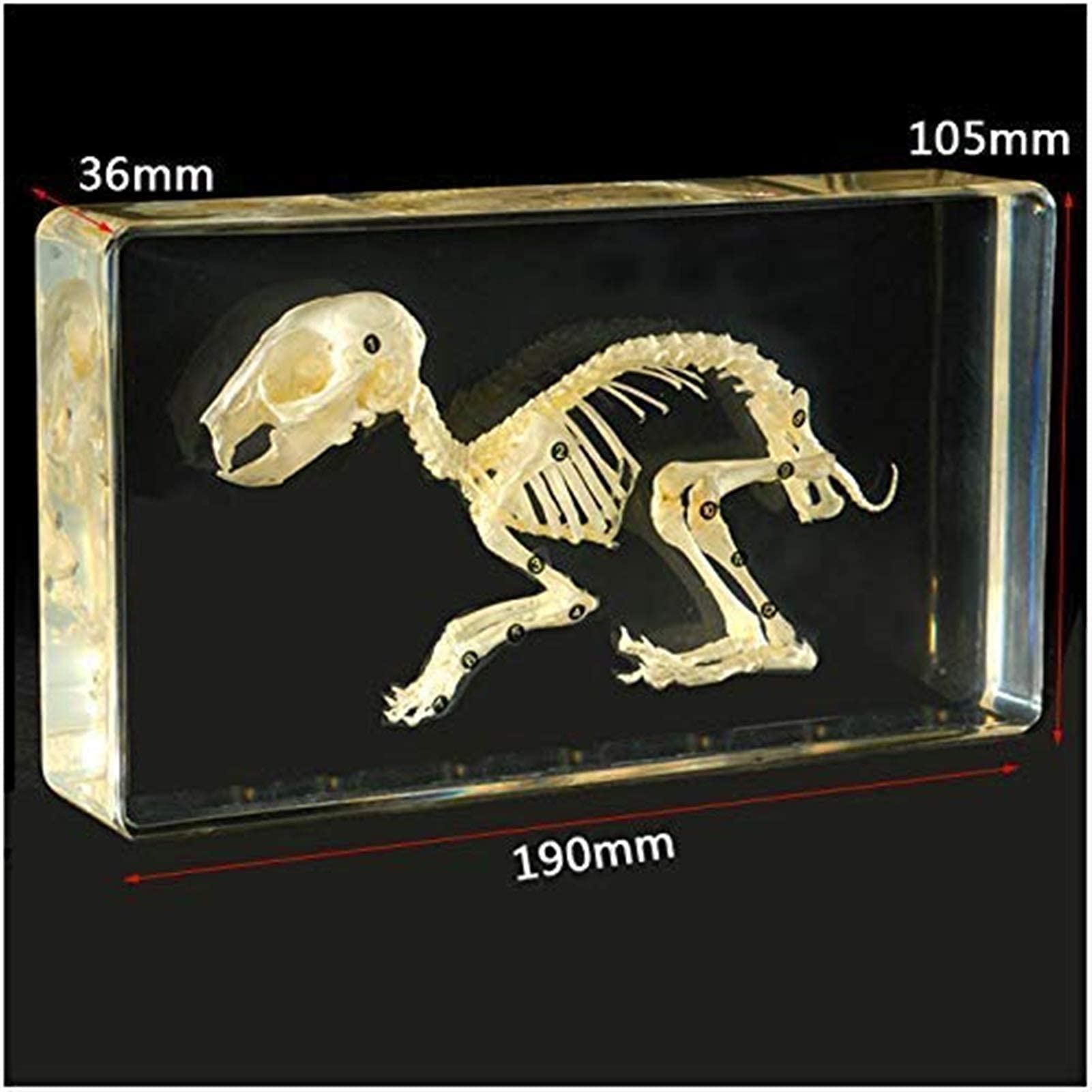 Amazon.co.jp: スタディモデル 本物のウサギの骨格標本 - ウサギの骨格