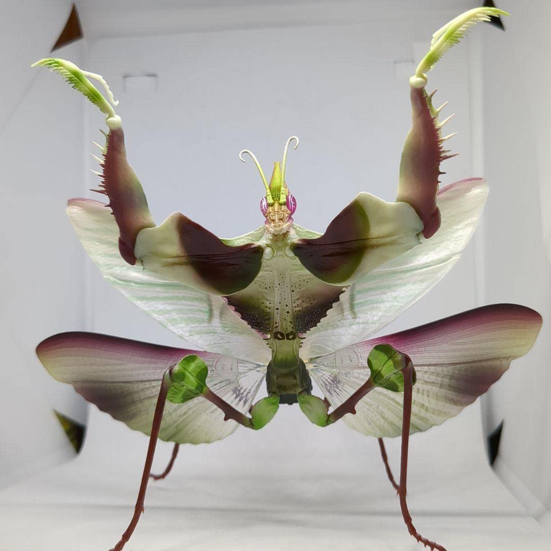 Amazon | いきもの大図鑑アドバンス ニセハナマオウカマキリ メス