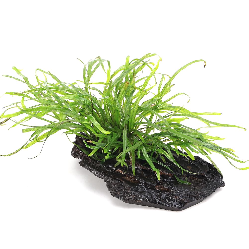 Amazon.co.jp: （水草）ミクロソリウムsp．トライデント付き流木