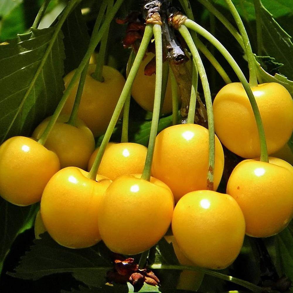 黄金のさくらんぼ 黄金のさくらんぼ 黄色いさくらんぼ「月山錦