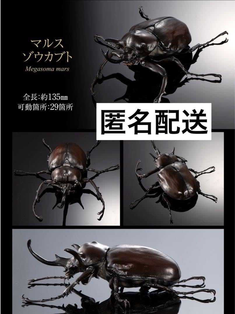 標本 マルスゾウカブト 大型118㎜ マルスゾウカブトムシ マルス標本 M