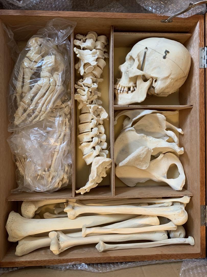 呪物 カパラ 天珠 チベット カパーラ 頭蓋骨 念珠 クマントーン