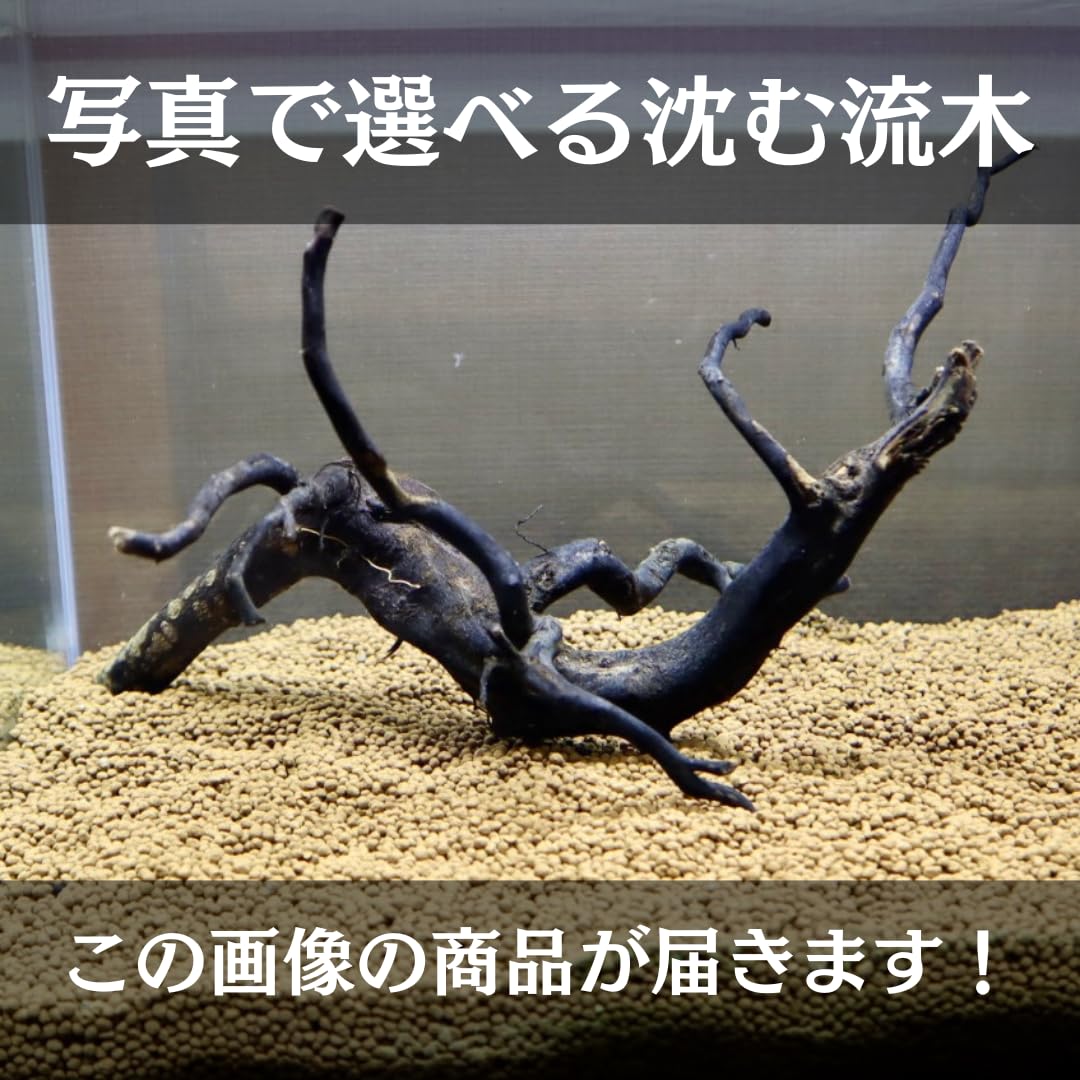 銀*時様 アク抜き済み流木 No.10 超レア型 沈水確認済