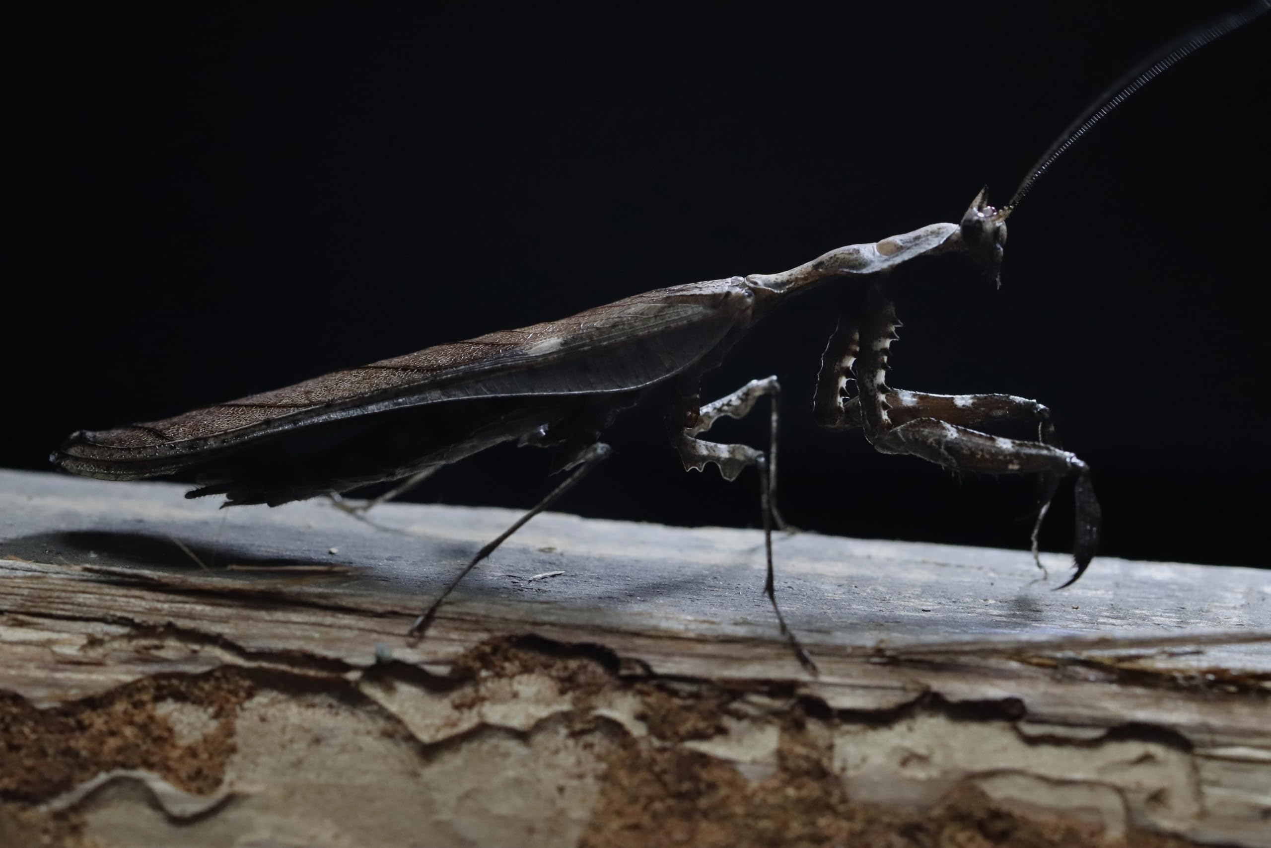 マオウカレハカマキリ雌 立体標本 魔王枯葉 マオウカレハカマキリ雌