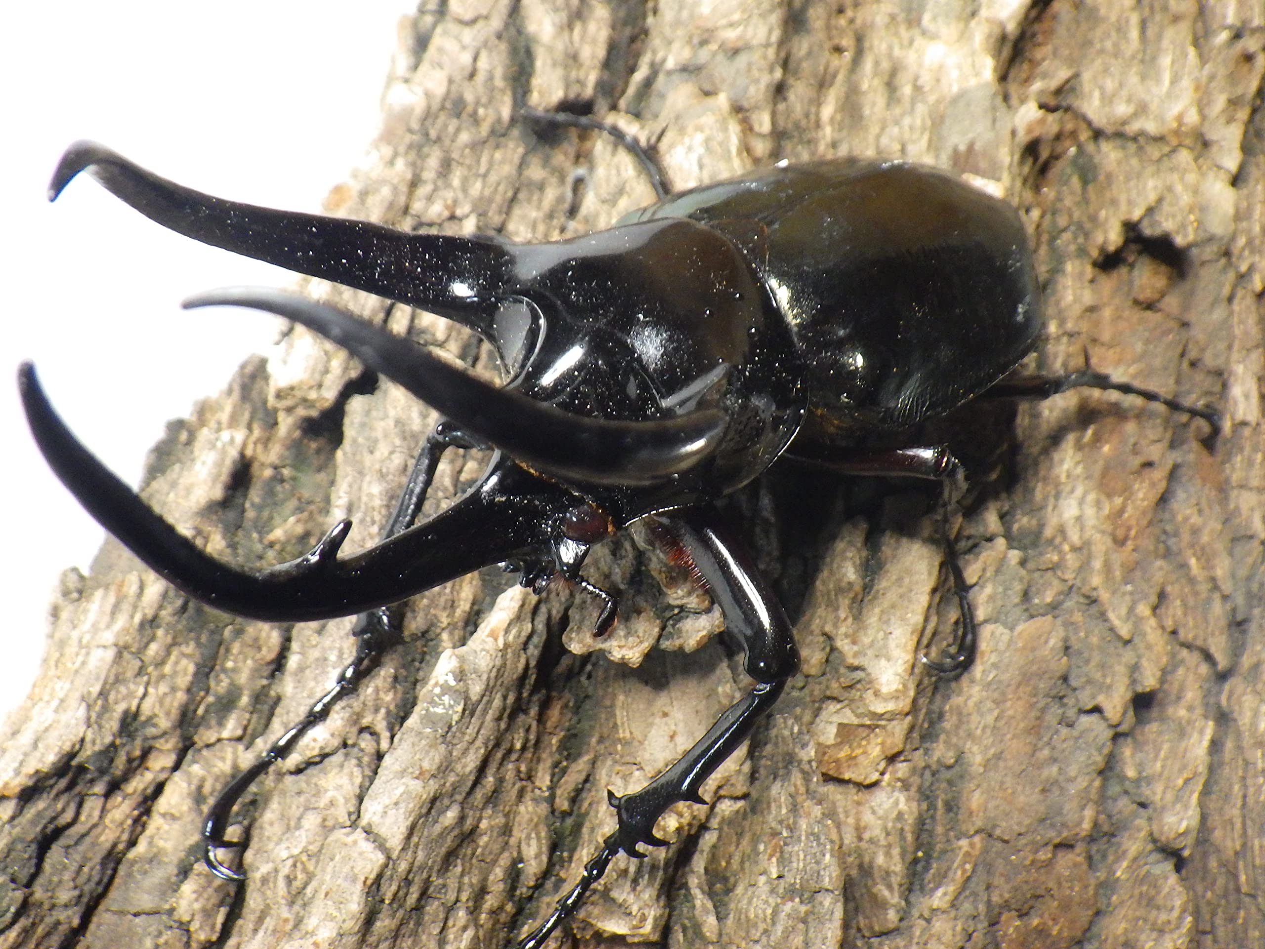 ベトナム産コーカサスオオカブト 118mm 【公式通販】