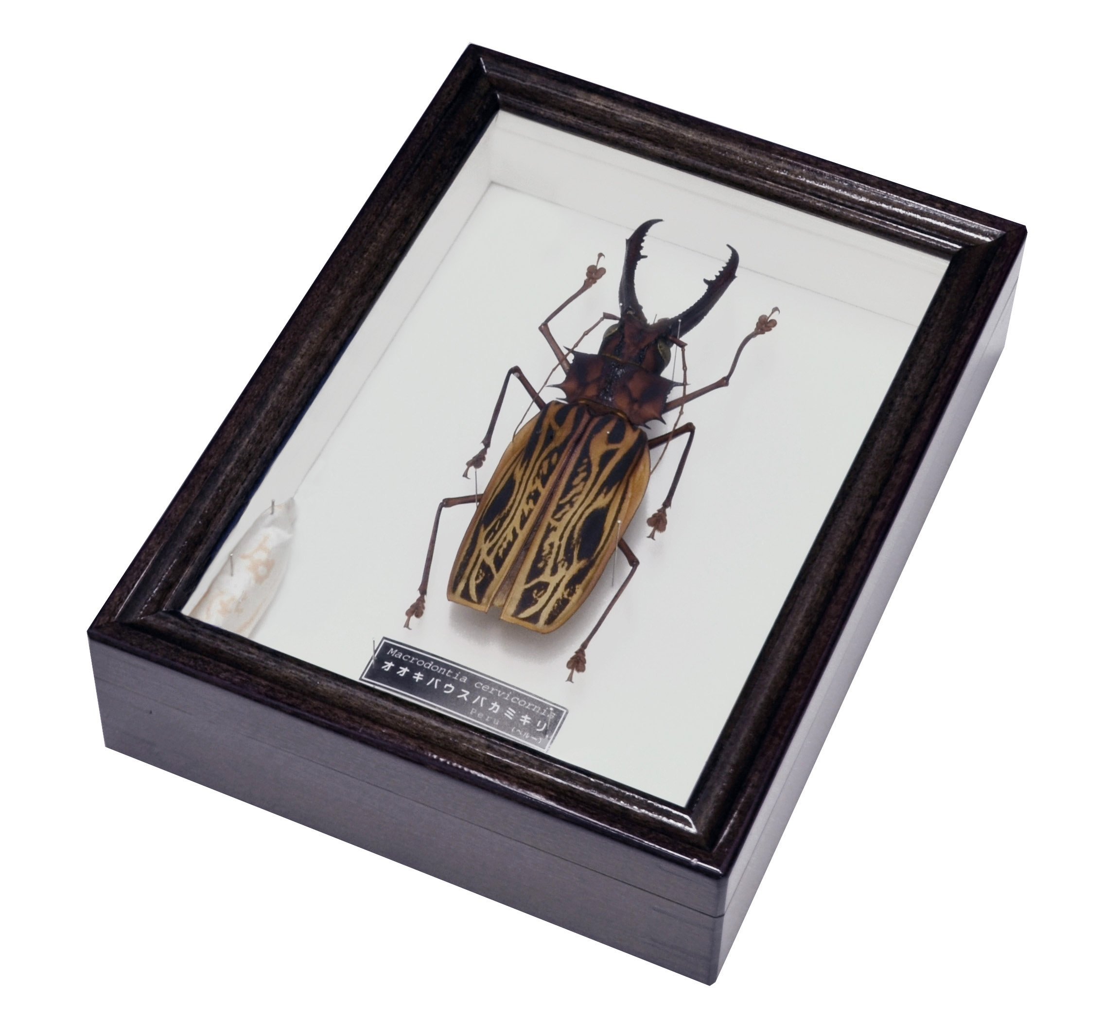 世界のウスバ「5種」 【公式通販】