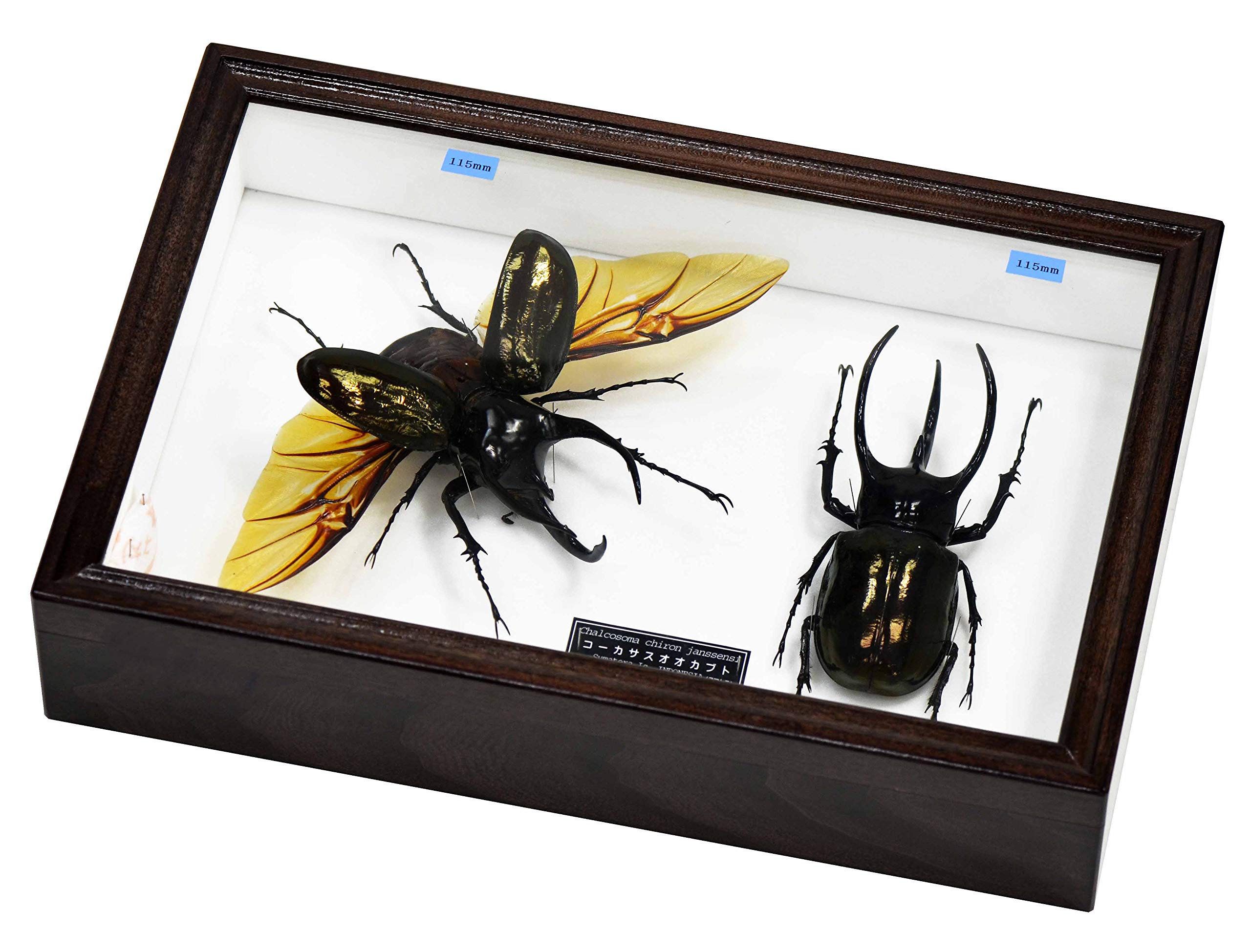 玲*華様 コーカサスオオカブト標本 玲*華様 コーカサスオオカブト標本