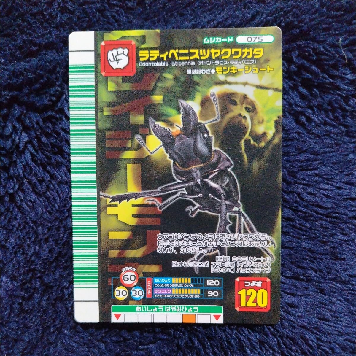 PSA10 タランドゥスツヤクワガタ 2007 ファースト PSA10 タランドゥス