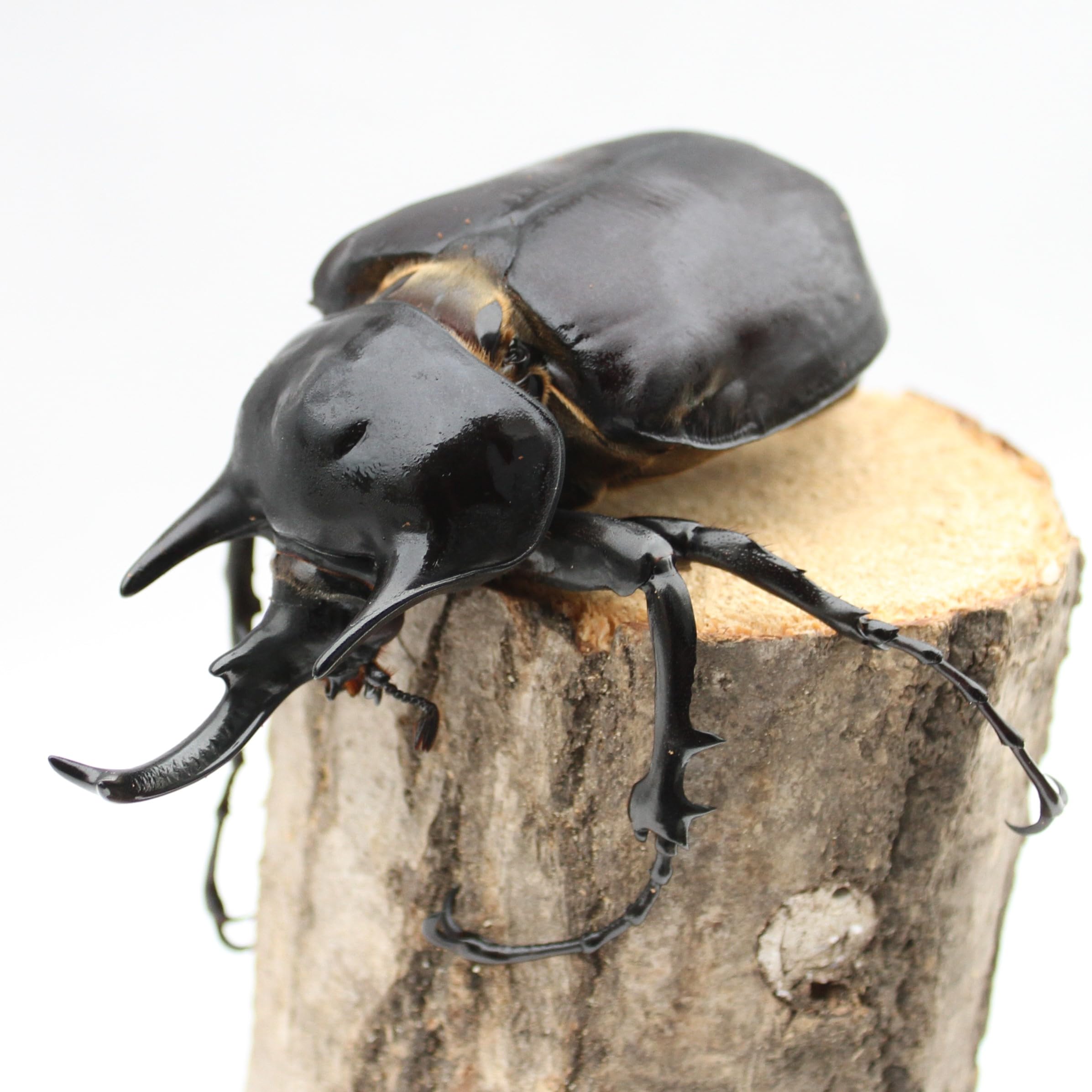 レックスゾウカブト 幼虫2ペア③ レックスゾウカブト 幼虫2ペア③ は