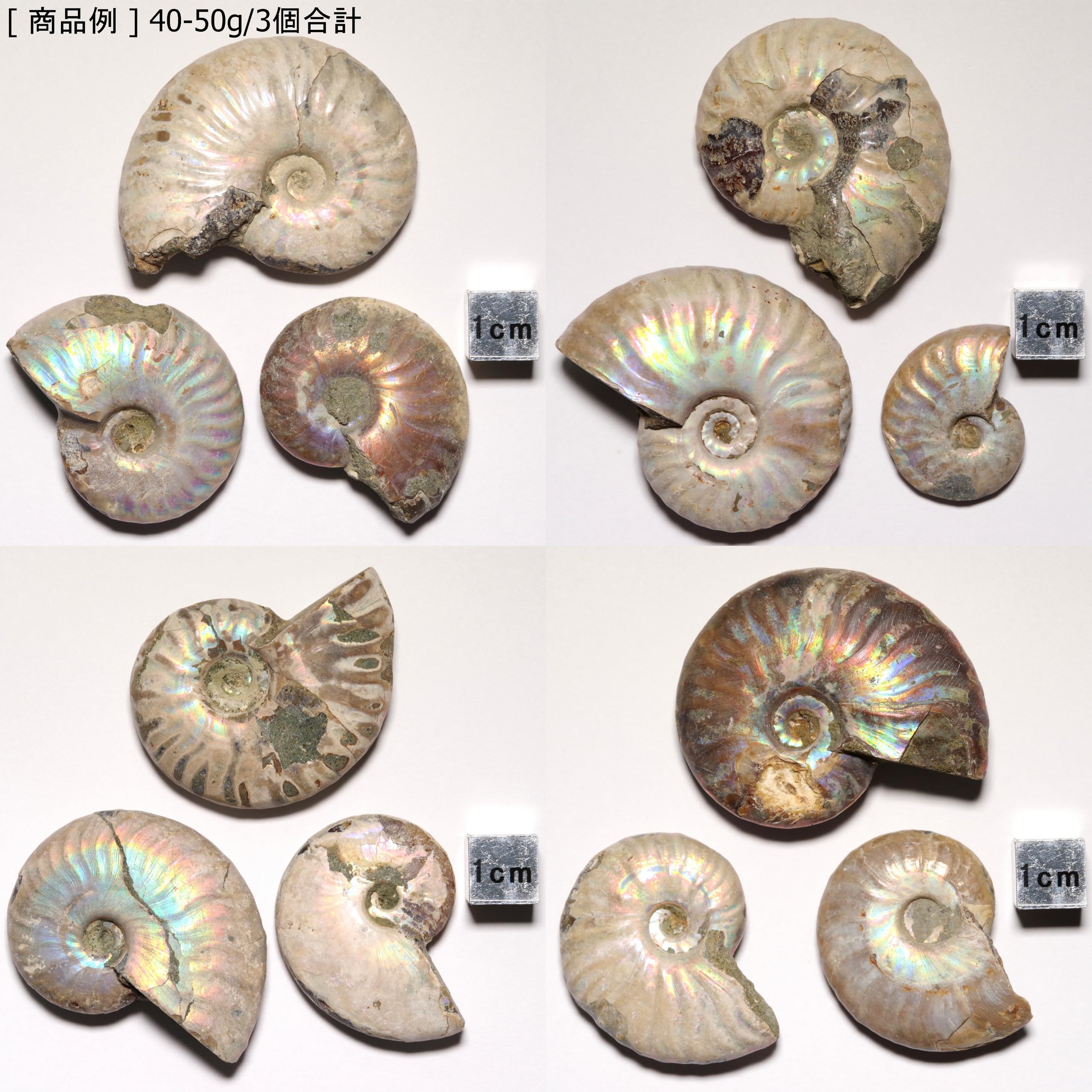 G-79天然アンモナイト原石 游色多色アンモナイト化石 天然石