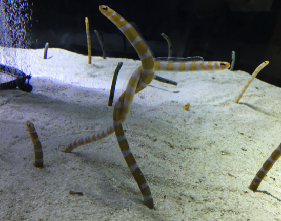 すみだ水族館で見た634匹のチンアナゴの餌やりタイムがすごい迫力で