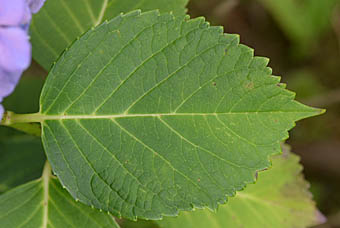 アジサイ Hydrangea macrophylla アジサイ科 Hydrangeaceae アジサイ属