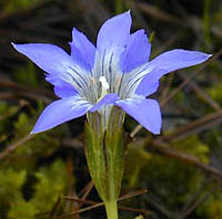 ハルリンドウ Gentiana thunbergii リンドウ科 Gentianaceae リンドウ