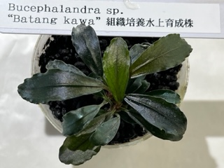 ブセファランドラsp.“Batang Kawa”組織培養水上育成株 - 熱帯魚のmishima