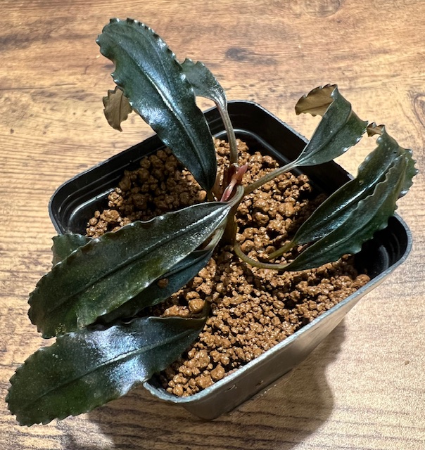 ブセファランドラsp.クアラクアヤンtype2 - 熱帯魚のmishima