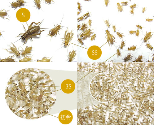 コオロギ・ワームの説明｜みとコオロギ