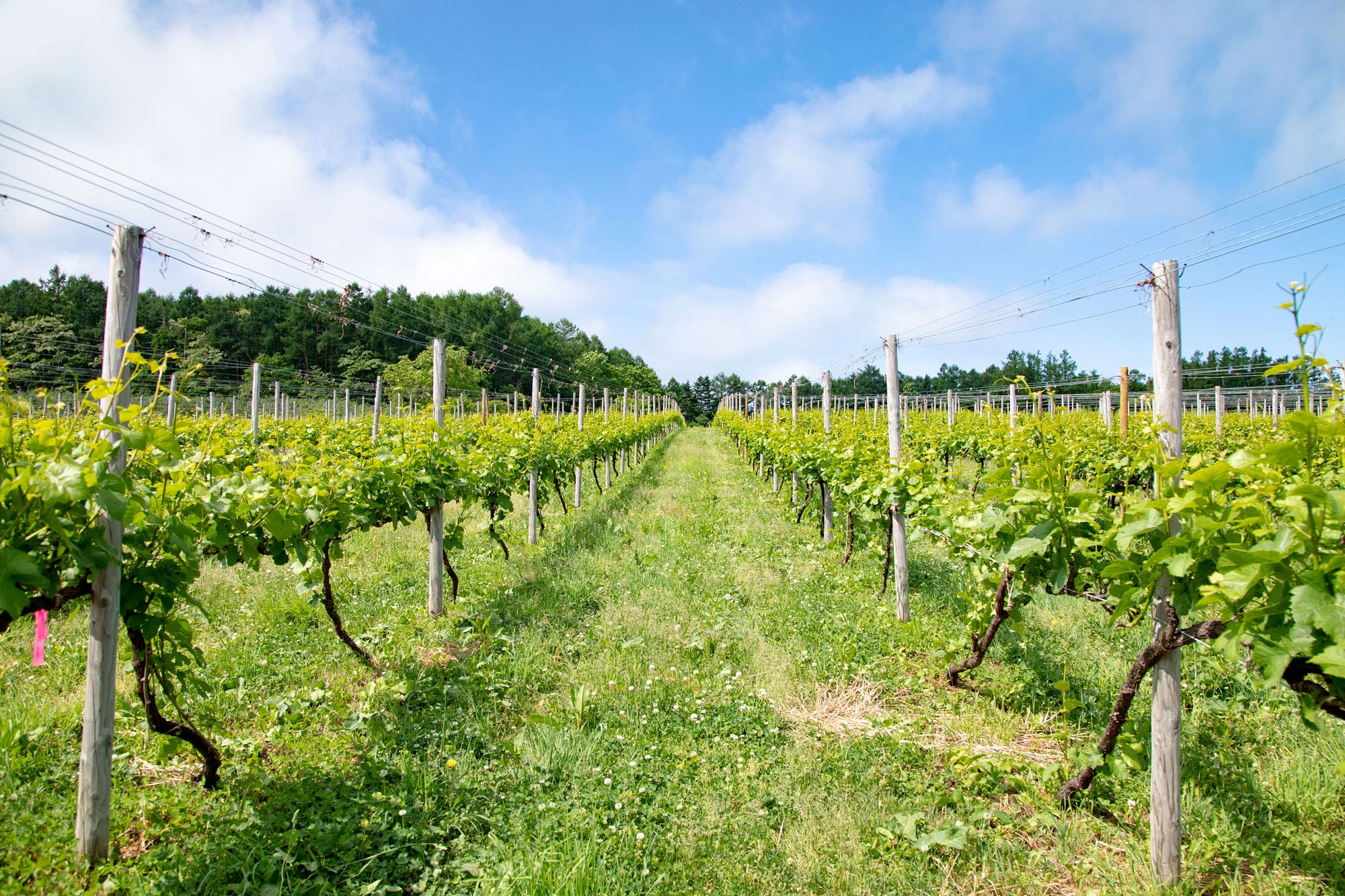 モンガク谷ワイナリー 公式ウェブサイト – モンガク谷ワイナリーでは