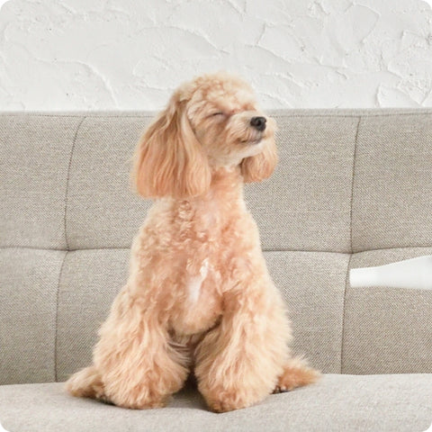 復元ドライヤー PET