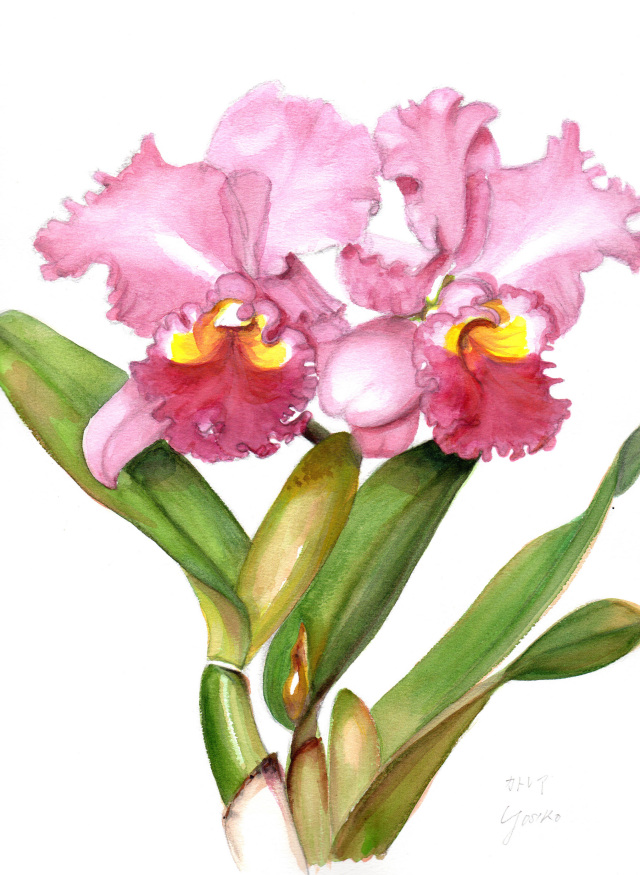 絵画】ボタニカルアート 「カトレア」原画 ボタニカルアート カラー