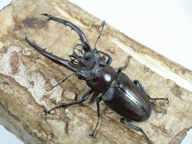 ヘルマンミヤマクワガタ