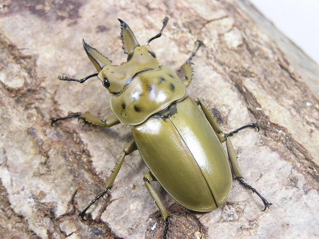 モセリオウゴンオニクワガタ