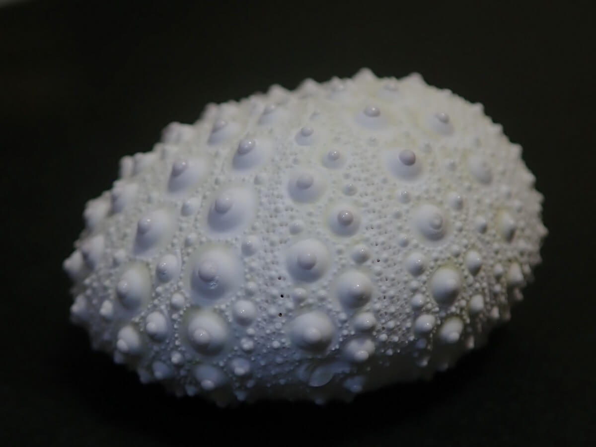 クロウニ」ウニ殻図鑑 | うみ遊びの旅をしよう♪愛知県清須市と西尾市