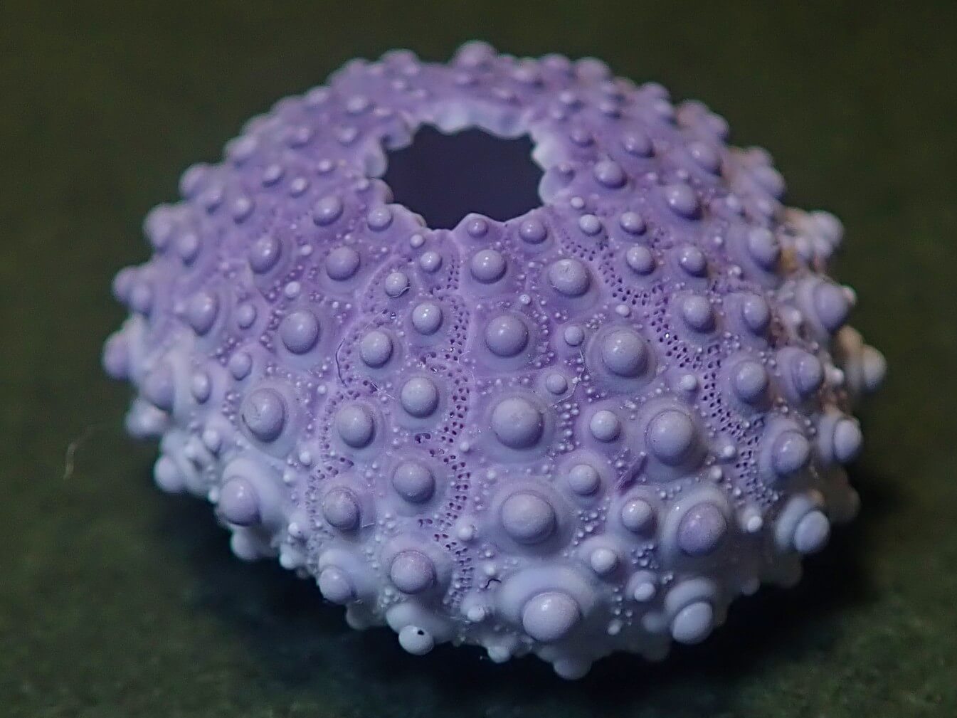 ウニ殻図鑑No.2「ジンガサウニ」 | うみ遊びの旅をしよう♪愛知県清須