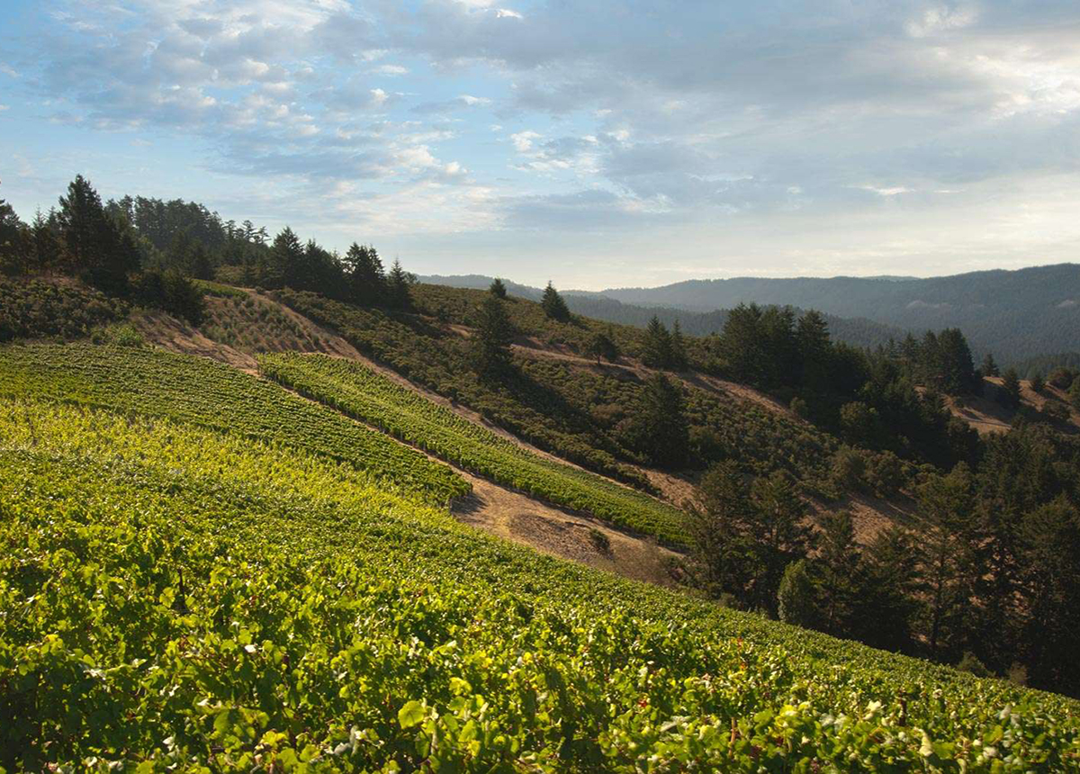 限定品】ピノ・ノワール アルパイン・ヴィンヤード ヒル・サイド 2021