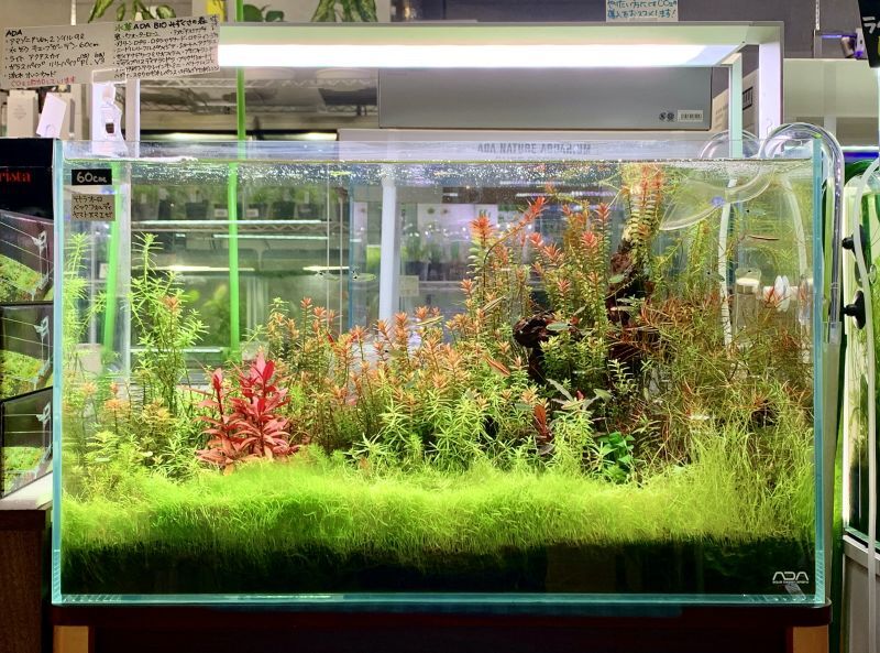 ADA キューブガーデン 60㎝水槽&アクアリウム用品2点 ADAキューブ