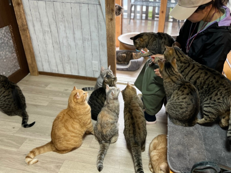 山口宇部あにまるらいふ猫丸カフェ部でかわいい猫たちとおいしいランチ