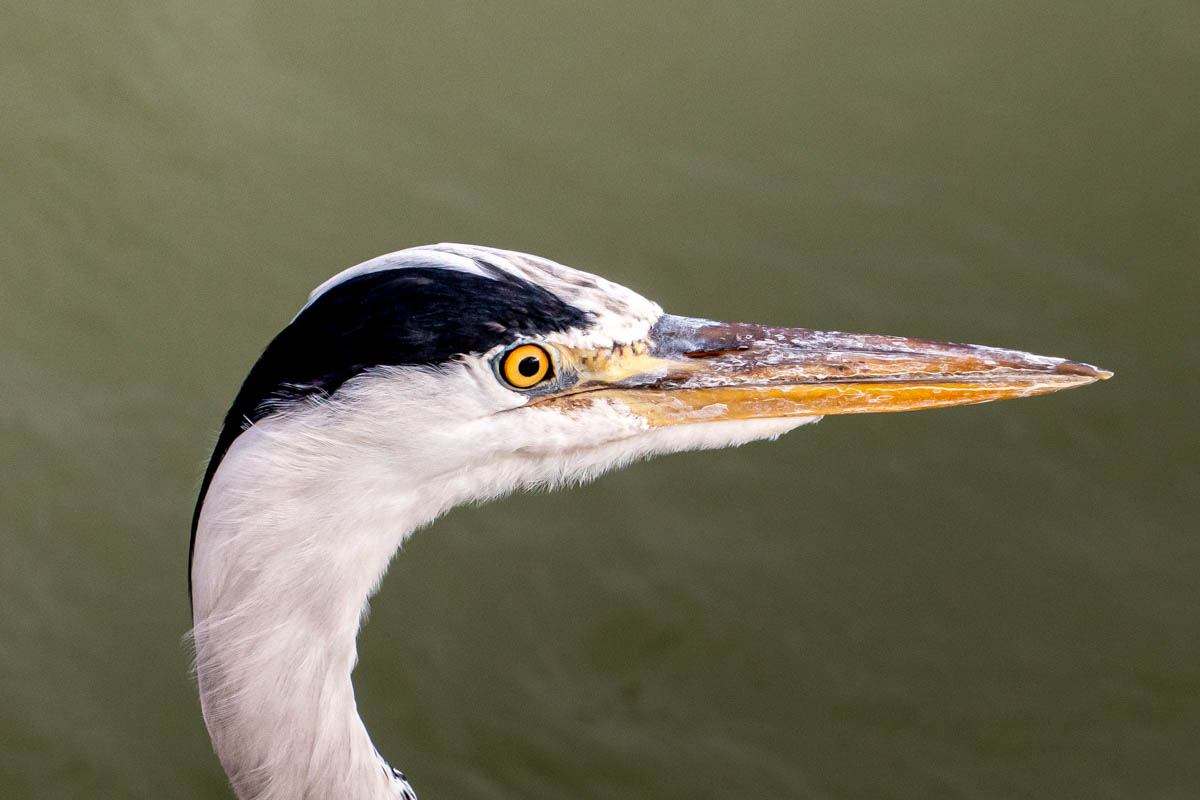 アオサギ骨格標本 | wunder アオサギ 鷺 頭部 頭骨 スカル 極美麗標本