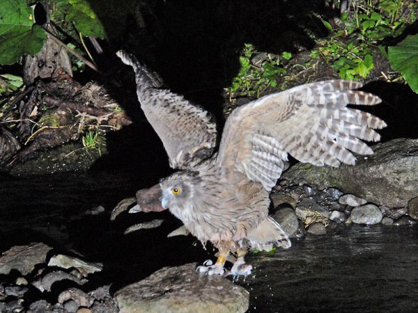 シマフクロウの羽根？ フクロウの羽根 優しい羽根 ふわふわな羽根