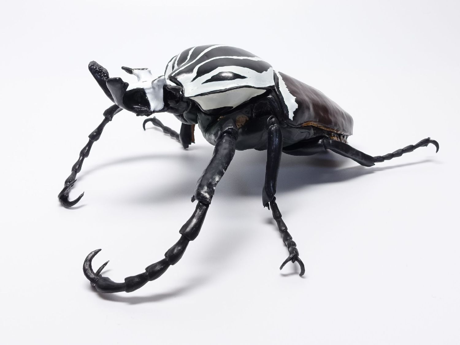 ○ コンゴDR 赤道州 ゴライアスオオツノハナムグリ 93mm 【公式通販】