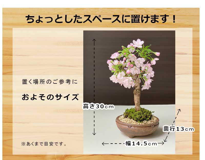 送料無料！桜・・・そう聞くだけで心和む景色を貴方のもとへ【旭山桜
