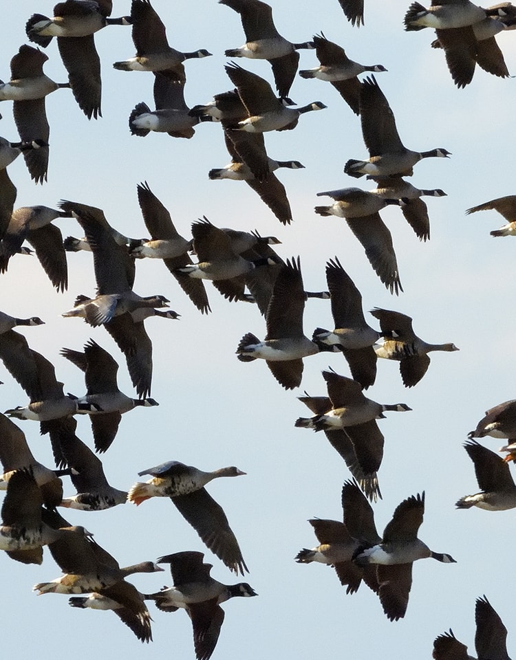 COOLPIX P1100 野鳥撮影クイックガイド | ニコン