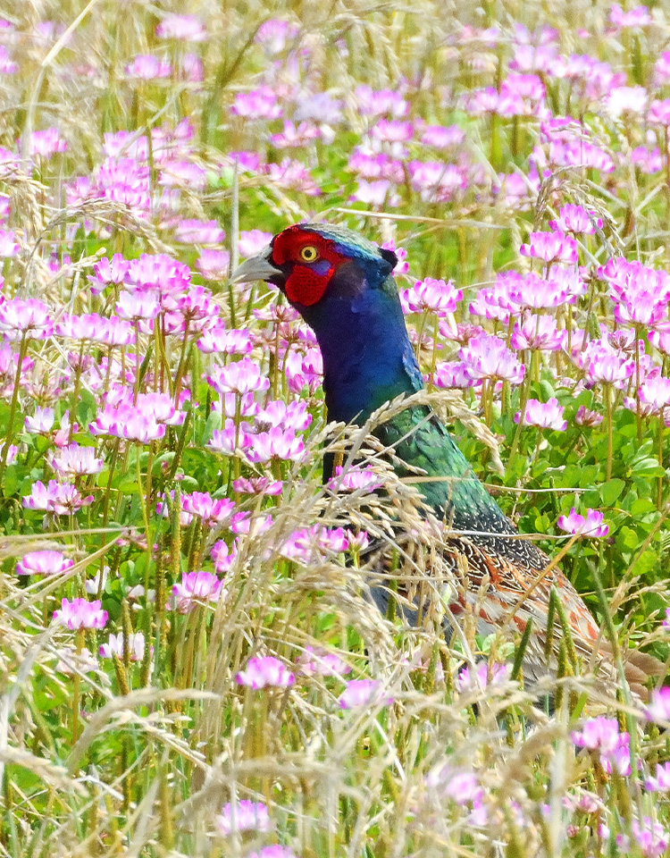 COOLPIX P1100 野鳥撮影クイックガイド | ニコン