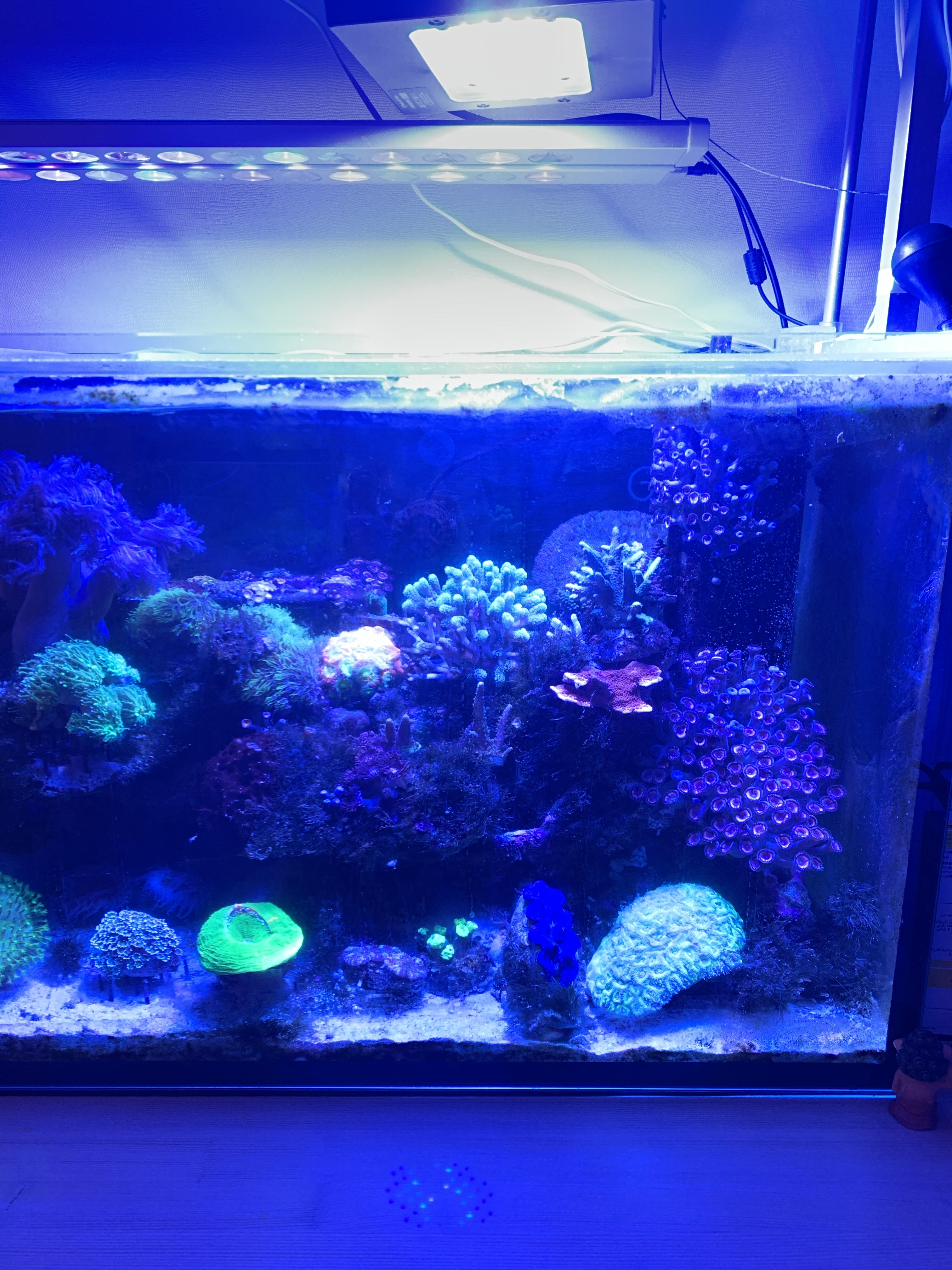 Ecotech Marine Radion G5 XR30 Blue【説明追記】 海水水槽用ライト