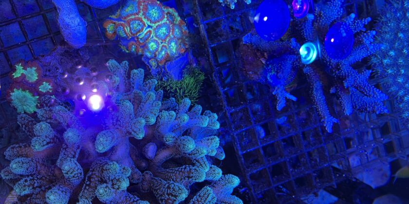 GrassyLeDio RX122C CR ボルクスジャパン 海水魚 BT2 GrassyLeDio