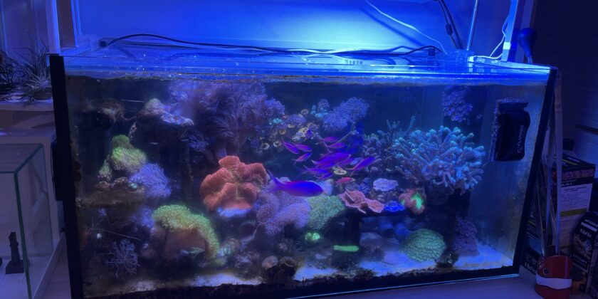 海水水槽】水槽の濾過槽のろ材はどのくらい必要？過去の水槽のろ材の