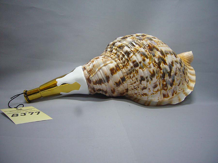 ホラ貝M（法螺貝） 貝殻 ホラガイ インテリア 約28〜30cm : 海洋工房