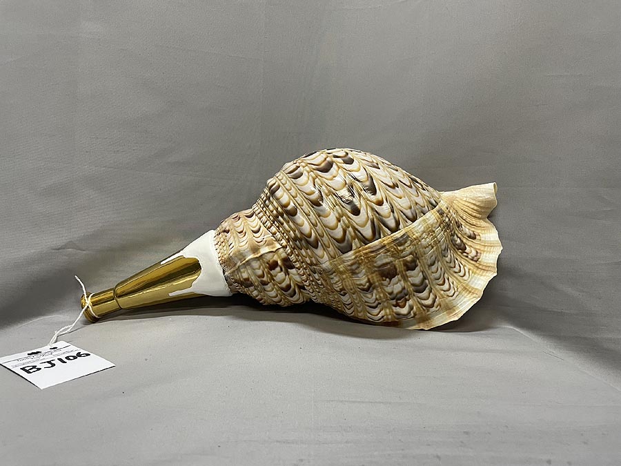 貝 貝標本 ホラガイ 法螺貝 40cm