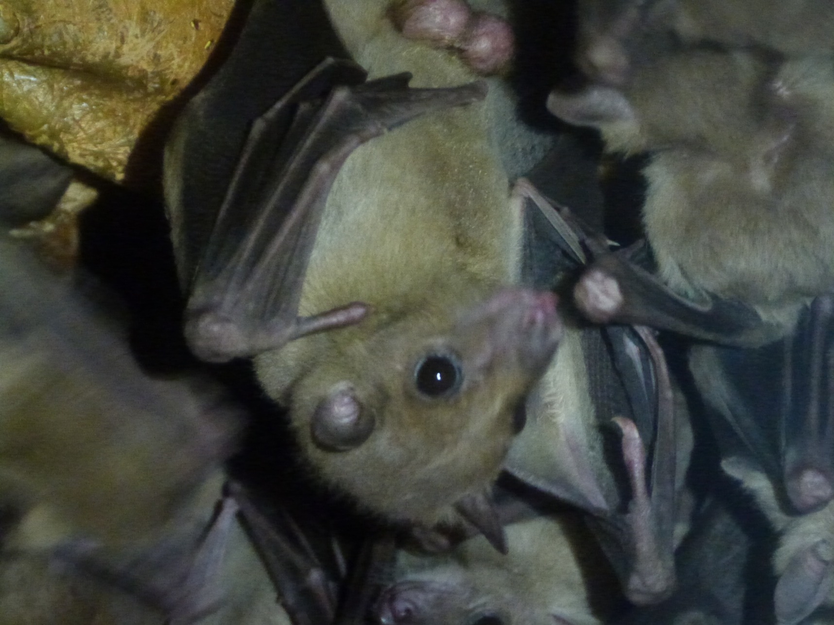 エジプトルーセットオオコウモリ | 熱帯の森 | 高知県立のいち動物公園