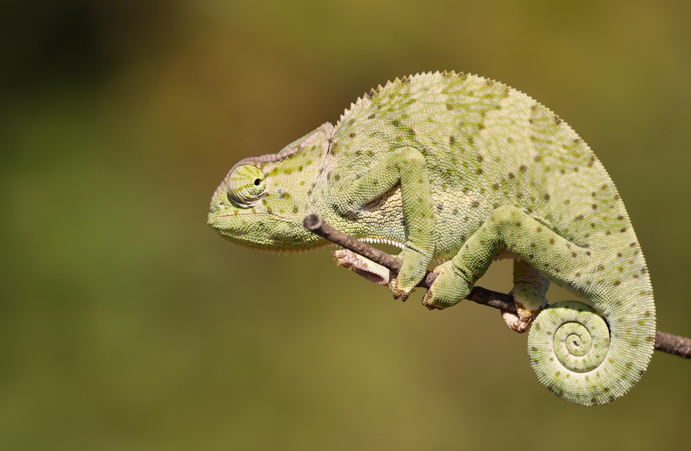 ニッタンプロフ確認 Chameleons of Africa ニッタンプロフ確認