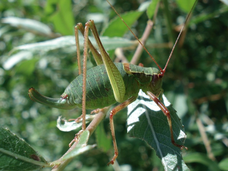 Family Tettigoniidae (Katydids, Long-horned grasshoppers and Bush