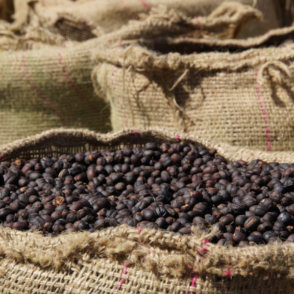 生豆 エチオピア グジ G1 タデGG農園 ナチュラル 5KG ｜ 小川珈琲