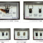 ドイツ標本箱（小）各種平面標本 5点セット（10） | オオクワ京都昆虫