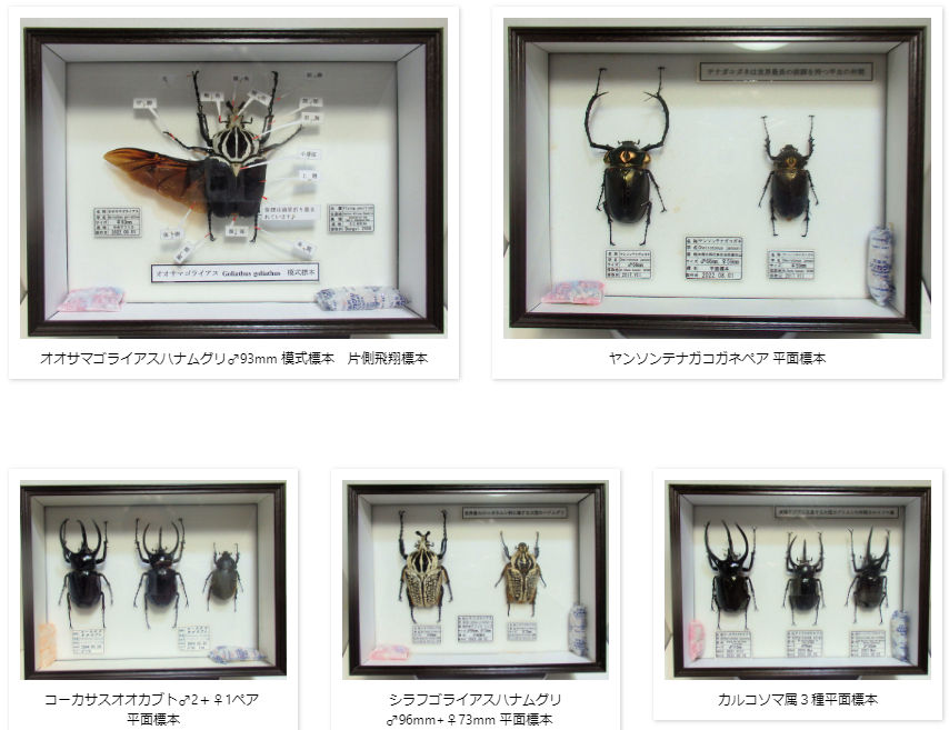 シーラケース標本箱 平面標本 5点セット08 | オオクワ京都昆虫館