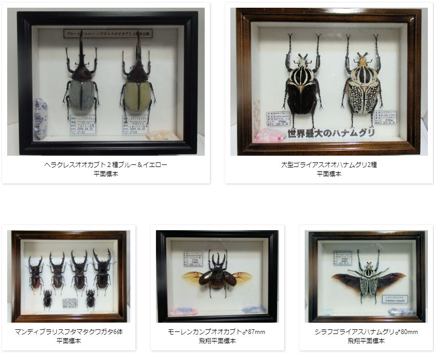 標本 エラフスホソタカクワガタ ドイツ箱 標本 エラフスホソタカ