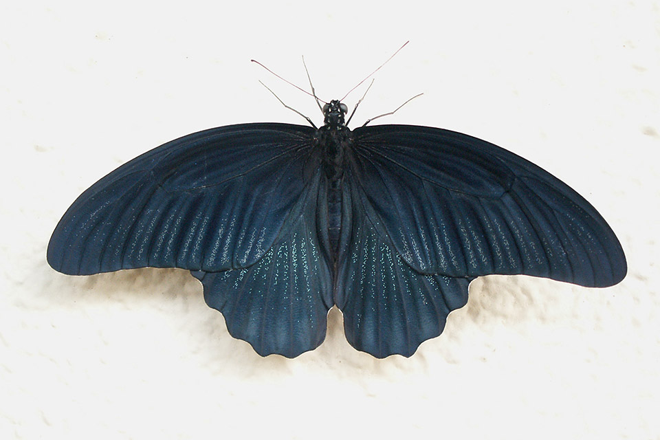 白化型】ナガサキアゲハ（メス、タイ産飼育品） ナガサキアゲハ（メス