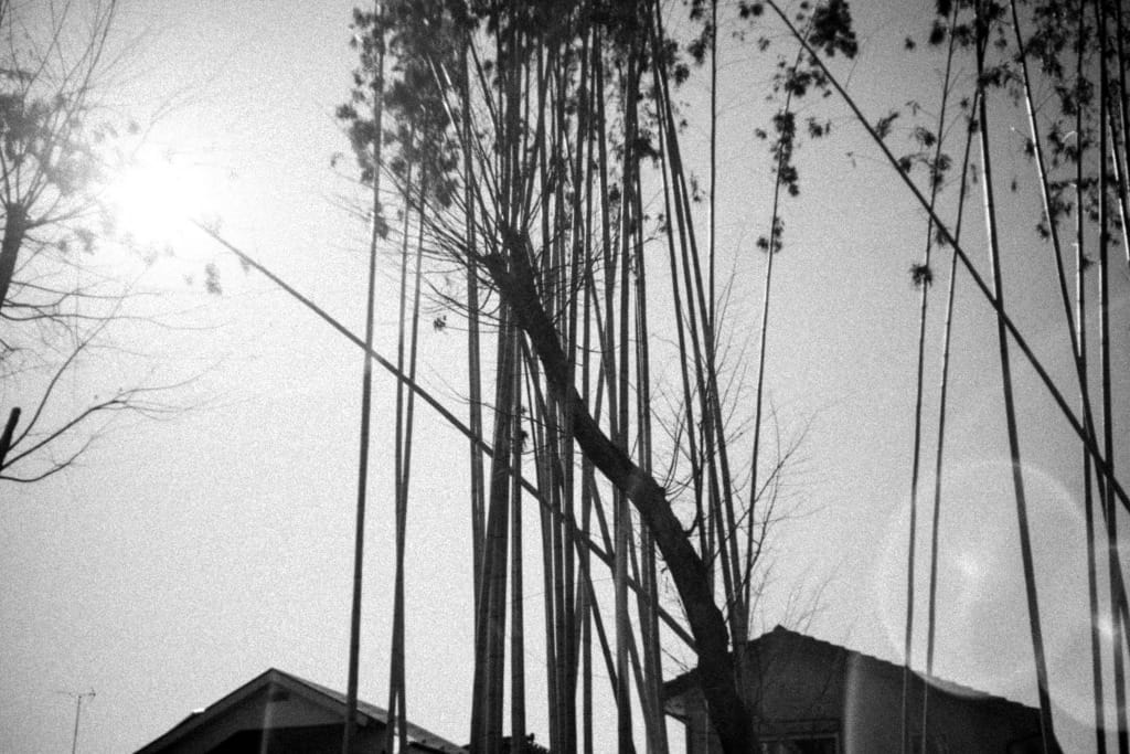 Ernst Leitz ズミクロン 50mm f/2.0 ＊作例あり